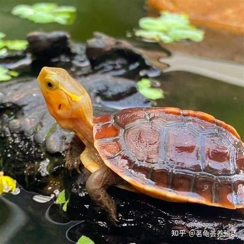 黃緣閉殼龜飼養|黄缘盒龟